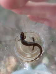 Plethodontinae