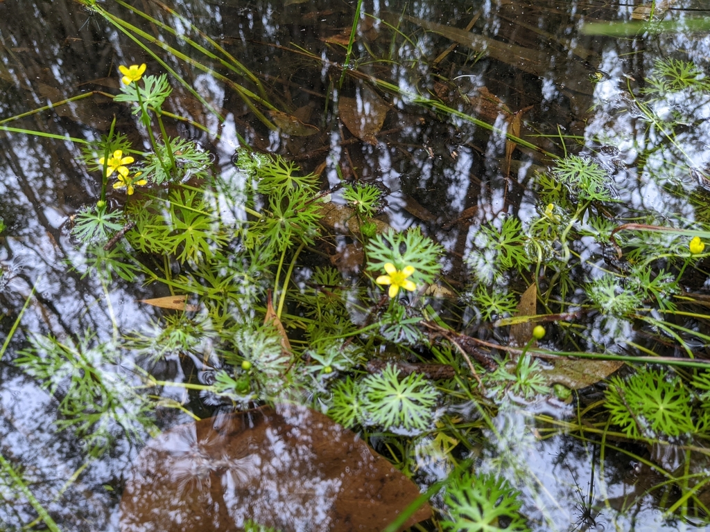 river buttercup
