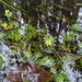 Ranunculus inundatus - Photo no hay derechos reservados, subido por Zac Holt