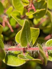 Arctostaphylos sensitiva