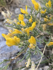 Genista pulchella