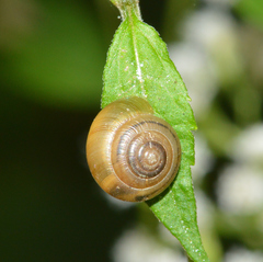 Ventridens ligera