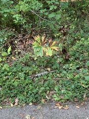 Podophyllum peltatum