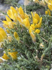 Genista pulchella