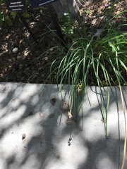 Allium kunthii