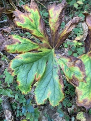 Podophyllum peltatum