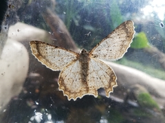 Epimecis