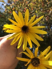 Helianthus atrorubens