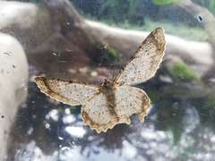 Epimecis