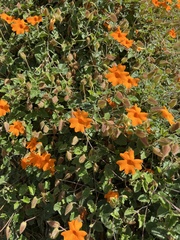 Thunbergia gregorii