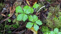 Rubus pedatus