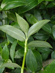 Tradescantia fluminensis