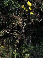 Helianthus atrorubens