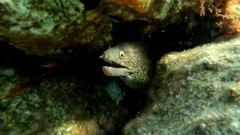 Muraena helena