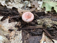Russula fragilis