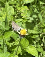 Hemiargus ceraunus