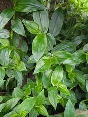 Tradescantia fluminensis