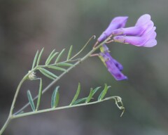 Vicia parviflora