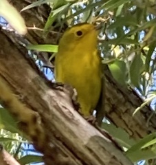 Cardellina pusilla