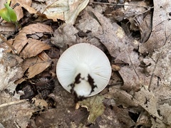 Russula fragilis