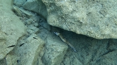 Muraena helena
