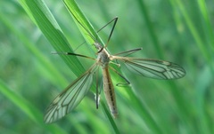 Tipula vernalis