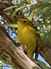 Cardellina pusilla