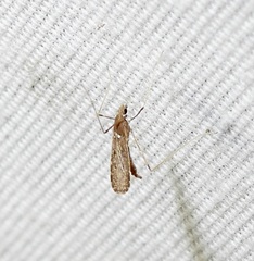 Erioptera