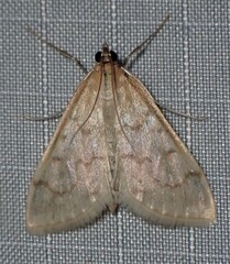 Hahncappsia pergilvalis