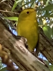 Cardellina pusilla