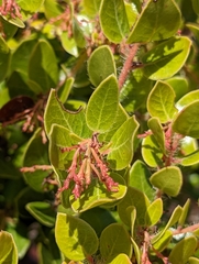 Arctostaphylos sensitiva