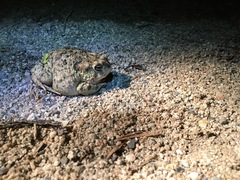 Anaxyrus californicus