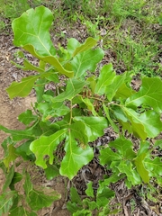 Quercus marilandica