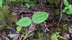 Neottia banksiana