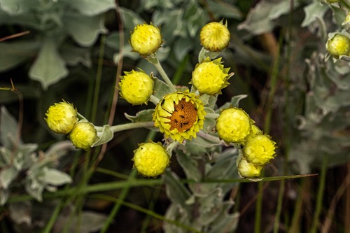 Helichrysum buchananii image