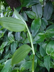 Tradescantia fluminensis