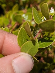 Arctostaphylos sensitiva