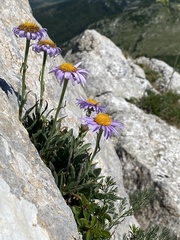 Aster alpinus