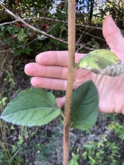 Helianthus atrorubens