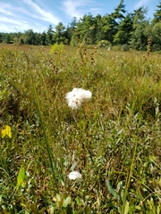Eriophorum virginicum