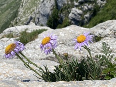 Aster alpinus