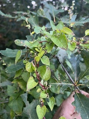 Fallopia scandens