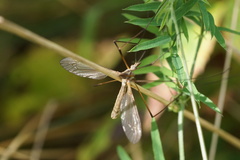 Tipula paludosa