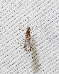 Erioptera