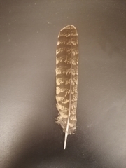 Caprimulgus europaeus