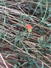 Sphaeralcea leptophylla