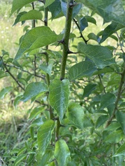 Maclura