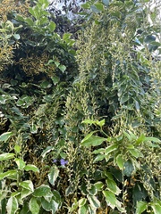 Duranta erecta
