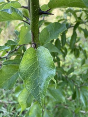Maclura