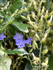 Duranta erecta